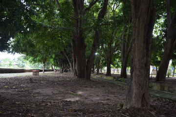 a big tree in a city park