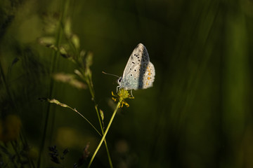 Nature