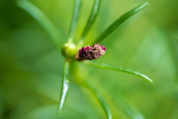 Flowers in Thailand , Natural flowers