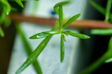 Natural leaves in the forests of Thailand