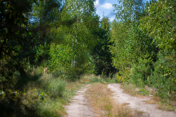 Fototapeta premium Beautiful forest with with a forest walkway.
