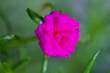 Flowers in Thailand , Natural flowers