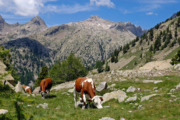 Vaches en alpages dans le Haut Boréon dans le Parc National du Mercantour dans les Alpes...