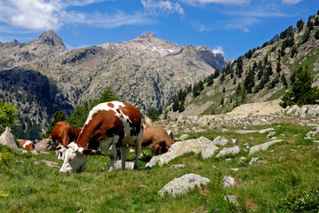 Vaches en alpages dans le Haut Boréon dans le Parc National du Mercantour dans les Alpes...