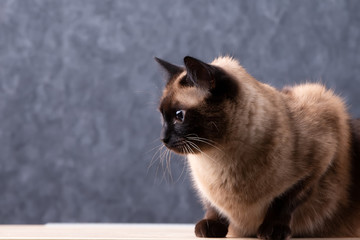 Siamese cat on a gray background.
