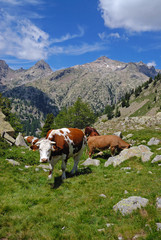 Fototapeta na wymiar Vaches en alpages dans le Haut Boréon dans le Parc National du Mercantour dans les Alpes françaises
