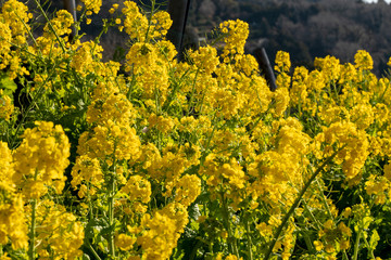 Fototapeta premium 松田町の菜の花