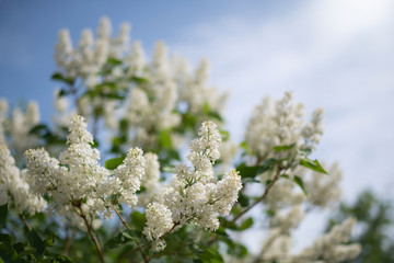 Branch of blossoming white lilac on a sunny day