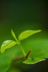 Natural leaves in the forests of Thailand