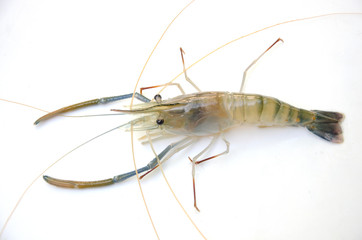 Details of giant freshwater prawn closeup