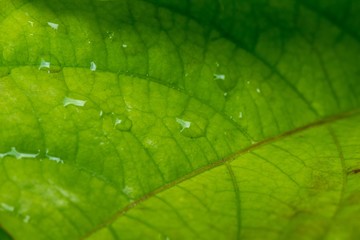 Natural leaves in the forests of Thailand
