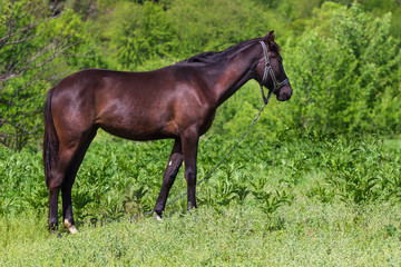 Red horse with long mane in flower field