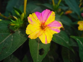 red and yellow flower