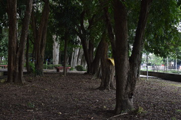 a big tree in a city park