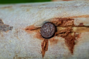 Old rusted nails on wooden posts