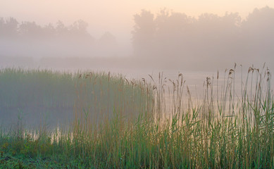 Fototapeta na wymiar Reed along the edge of a misty lake at a yellow foggy sunrise in an early spring morning