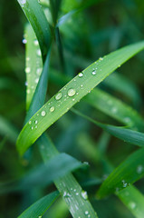 Little rain drops on green grass