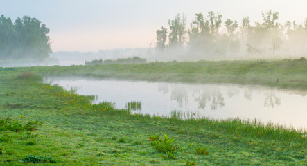 Reed along the edge of a misty lake at a yellow foggy sunrise in an early spring morning
