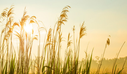 Reed along the edge of a misty lake at a yellow foggy sunrise in an early spring morning