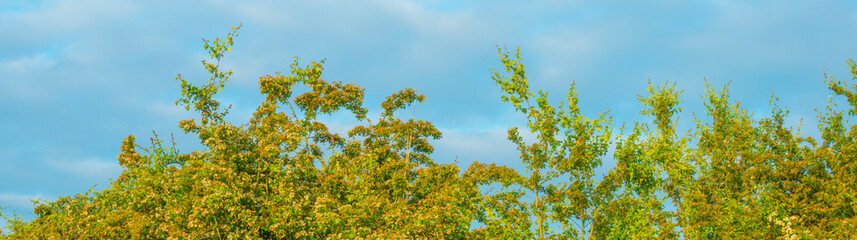 Spring is in the air with the lush green foliage of trees in a foggy green pasture in sunlight at sunrise in a misty spring morning