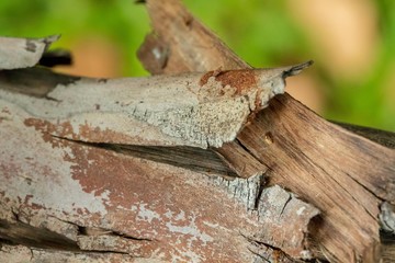 Wooden post , House post