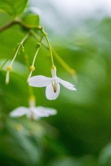 Jasmine in the garden of Thailand