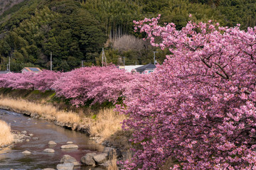 河津町の河津さくら