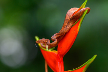 Portrait of Annulated Tree Boa (Corallus annulatus) on mossy branch