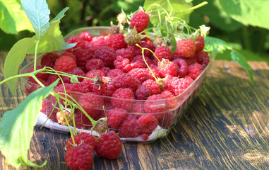 picking raspberries in the garden. raspberries in a plastic tray. life style. natural background, sun rays. copy space