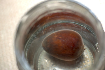 ビンの中の水につけた植物の種