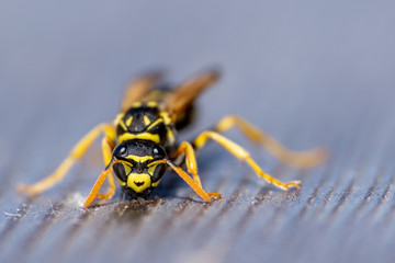 Makro von einer Wespe