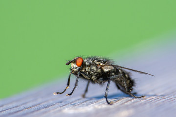 Makro von Fliege