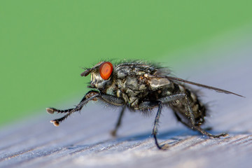 Makro von Fliege