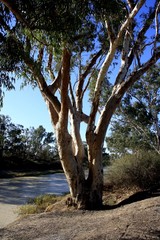 Fototapeta na wymiar Cooper River, Outback Australia.
