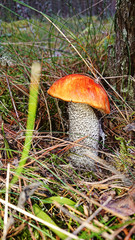 Orange cap boletus