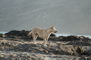 lonely dog in the mandalika beach