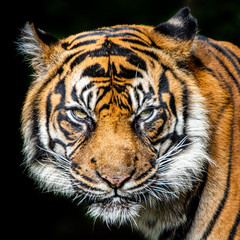 Artistic portrait of a tiger