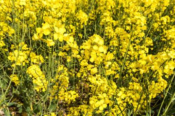 Beautiful yellow rapeseed flowers field and vibrant blue sky. Nature, colorful landscape. 