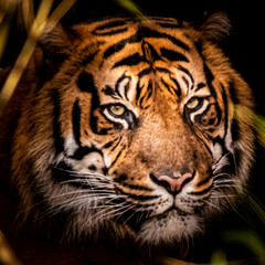 closeup portrait of a tiger