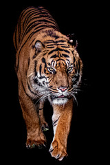 vertical walking tiger fine art