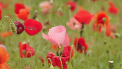 ピンク色のポピー