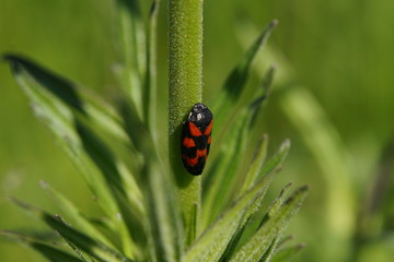 Kleiner schwarz roter Schmetterling sitzt an einem Grashalm in Nahaufnahme