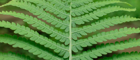 Part of forest fern leaf.  Healthy eco system concept.   Natural green background.