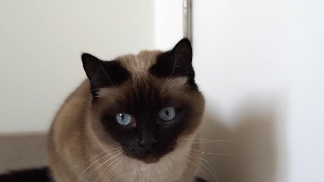 Beautiful Siamese cat with blue eyes sits near white door and looks around. Close up shot.