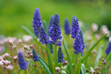 purple flowers in the garden