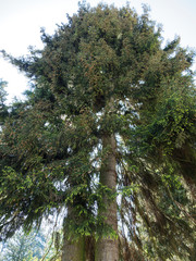 (Picea orientalis) Haut conifère à couronne pyramidale de l'épicéa d'Orient au feuillage dense vert foncé, large tronc à écorce gris brun composée de plaques