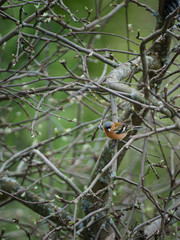 Finch on a branch