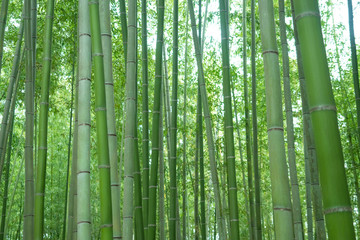 Japan. Sights Of Kyoto. Sagano bamboo forest. Protected natural area in Kyoto. Symbol Of Japan. Tour of the bamboo forest. Vegetation Of Japan. Travel to East Asia.