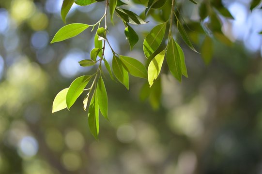 Close-up Of Leaves On Tree © natalie board/EyeEm