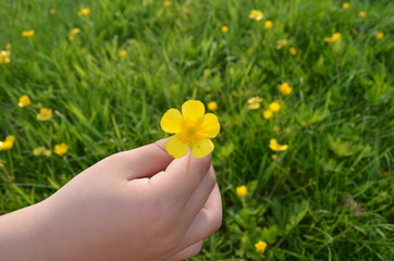 Kind gibt eine Blume seiner Mutter für den Muttertag.
BLUMEN ZUM MUTTERTAG - MEHR ALS NUR EIN Geschenk.